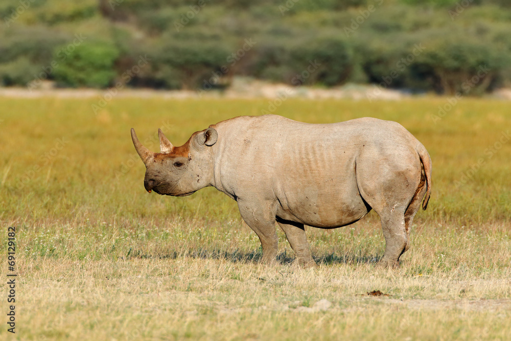 Black rhinoceros