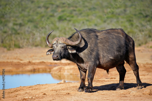 African buffalo at a waterhole