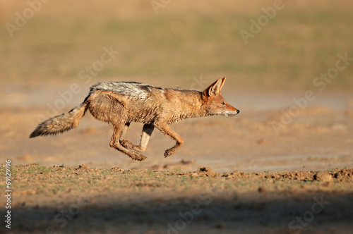 Black-backed Jackal running, Kalahari desert photo