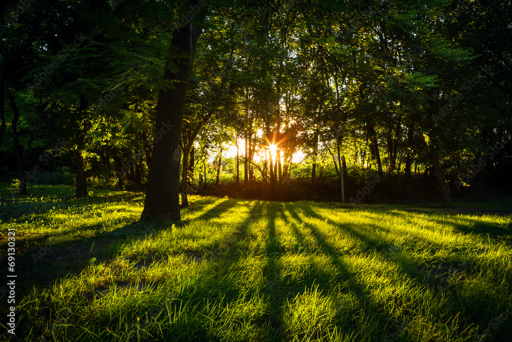 Obraz premium Sunlight green forest in summer time