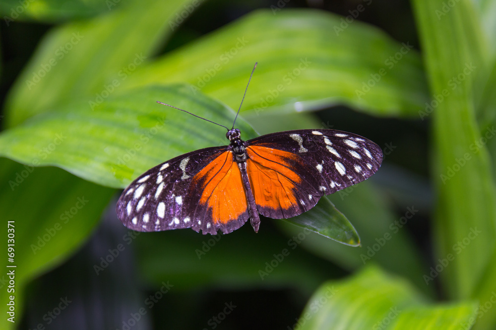 Fototapeta premium Schmetterling