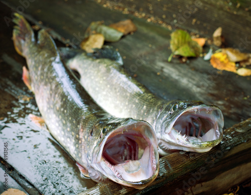 Pike with his mouth open on a wooden surface. Middle focus