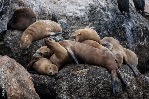 Sleeping Sea Lions