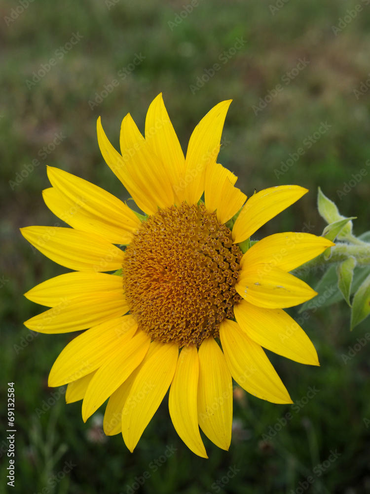 Fototapeta premium grande tige de tournesol