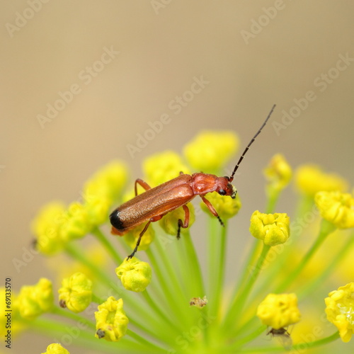 Rhagonycha fulva. Coracero rojo, Escarabajo soldado rojo. photo
