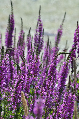 Purple flowers