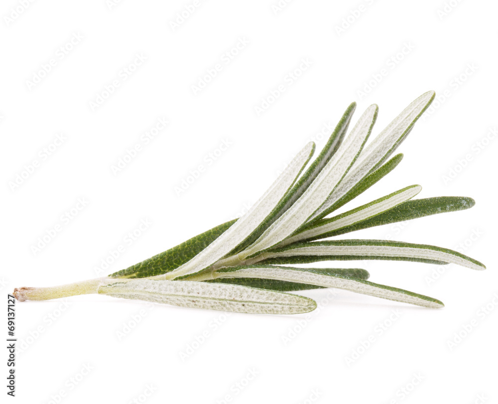 Fototapeta premium rosemary herb spice leaves isolated on white background cutout