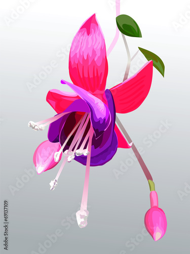vector flower fuchsia