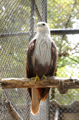 Beautiful Brahminy Kite in public zoo, Thailand. photo