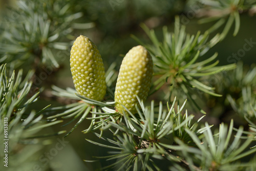 New cones of Atlas cedar