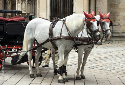 Carriage horses