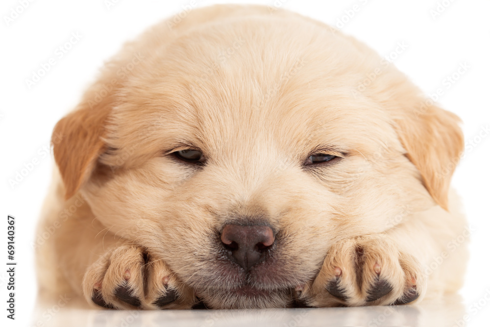 Fluffy Chow-chow puppy, isolated over white Fluffy Chow-chow puppy, isolated over white