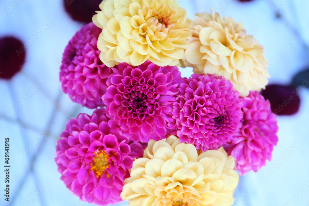 Dahlia flowers in vase on table background Dahlia flowers in vase on table background