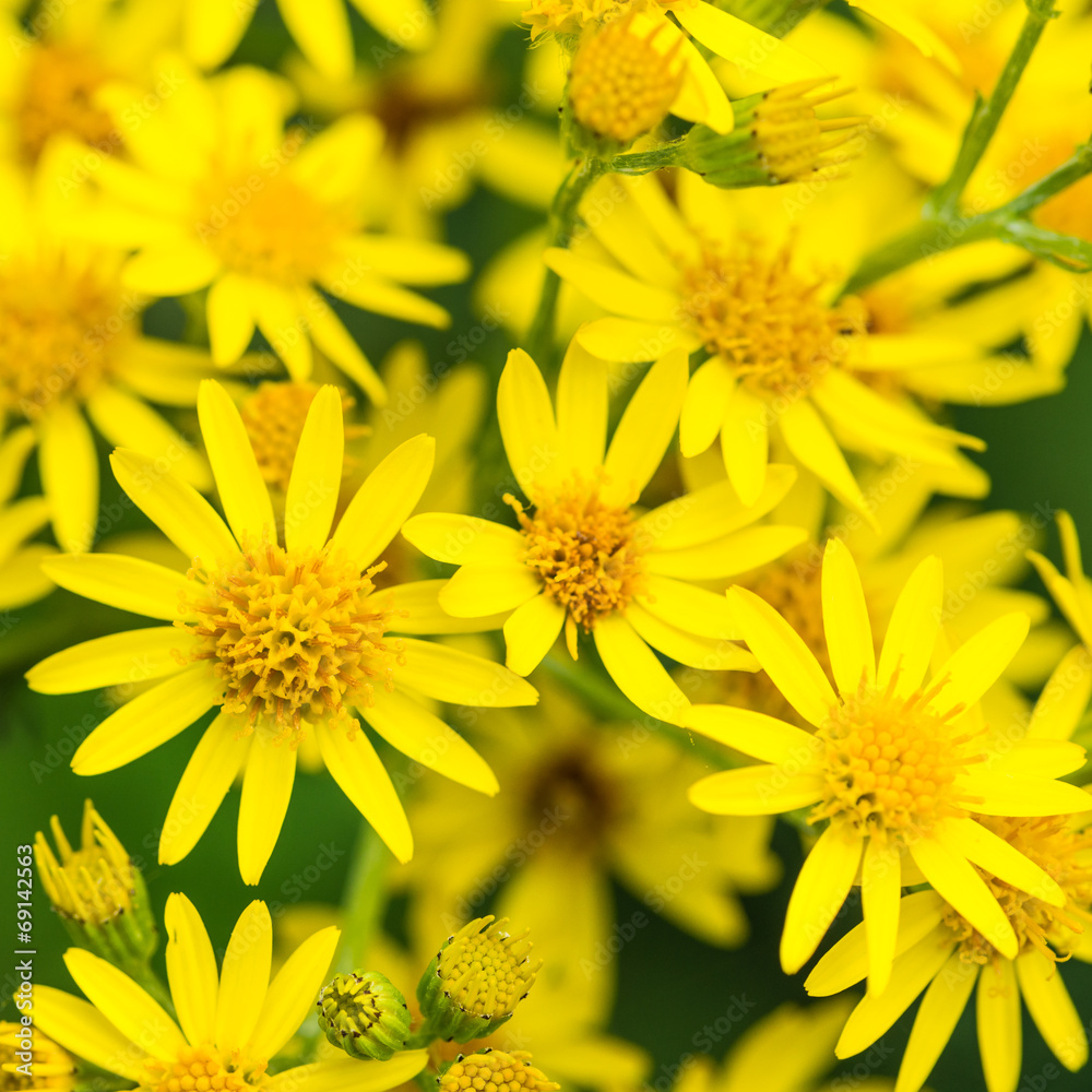 Yellow Yellow