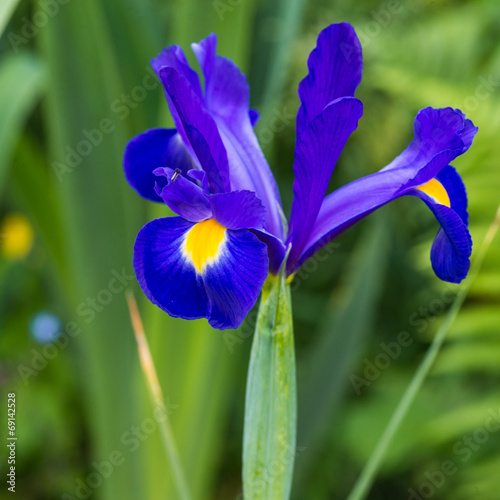 Fototapeta Naklejka Na Ścianę i Meble -  Dutch Iris