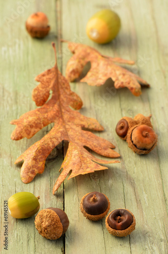 Garry Oak leaves and acorns