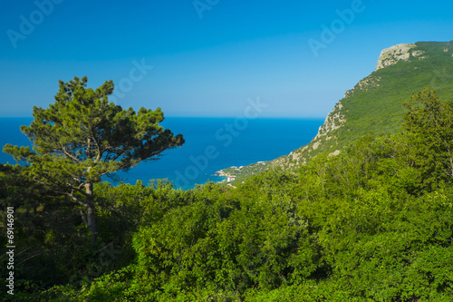 The steep coast of the Black Sea with a lonely pine