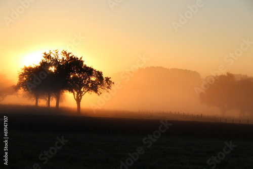 Sonnenaufgang im Nebel am Waldrand © mereexposure