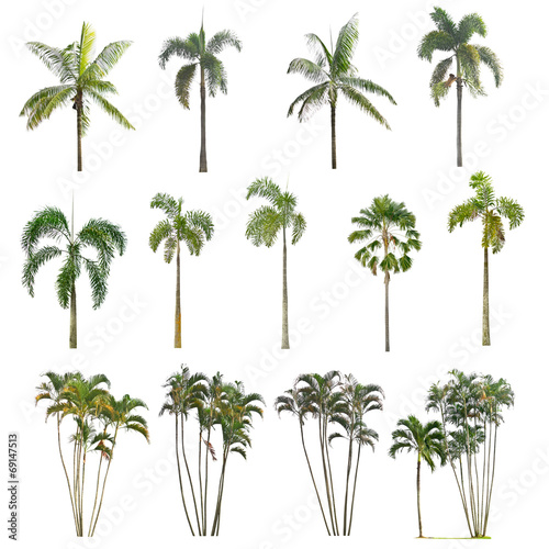Palm tree on a white background