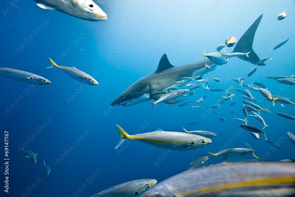 Obraz premium Great White Shark