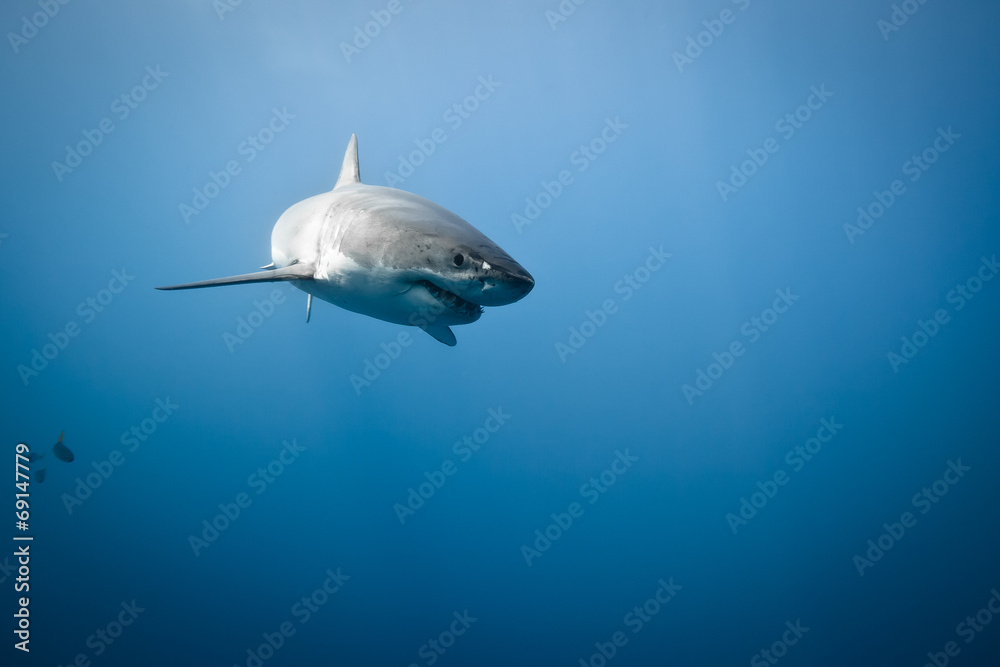 Fototapeta premium Great White Shark
