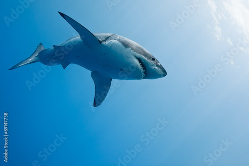 Great White Shark