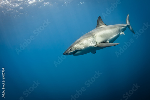 Great White Shark © zimagine