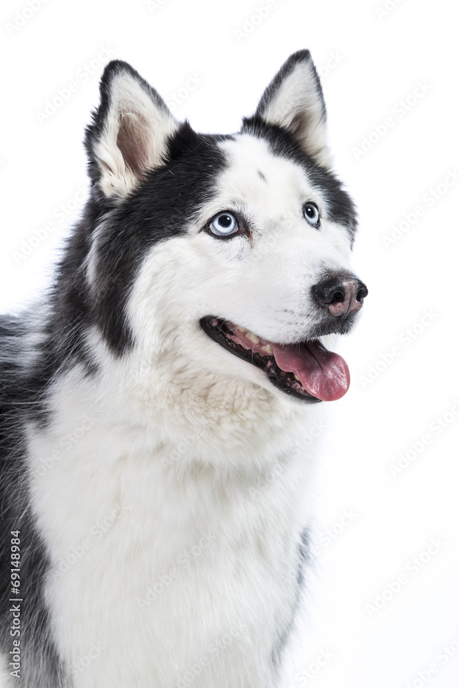 Alaskan Malamute or Husky Dog Isolated on White Alaskan Malamute or Husky Dog Isolated on White
