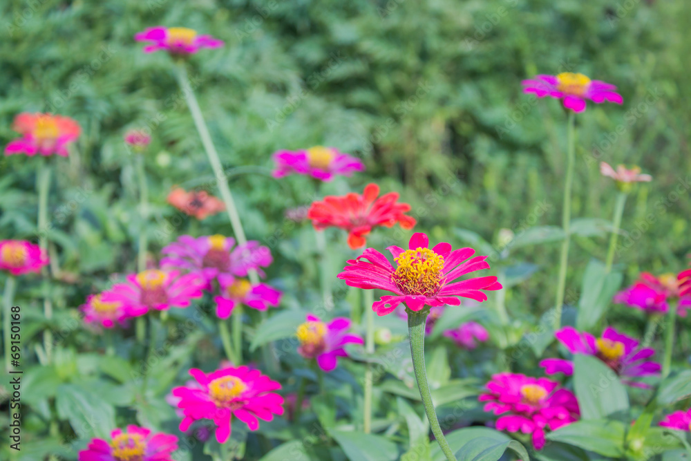 Zinnia flowers