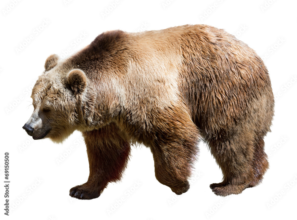 Fototapeta premium Side view of bear. Isolated over white
