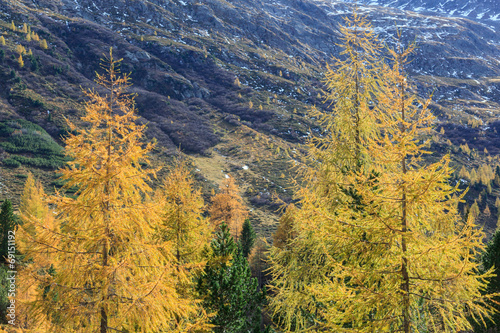 Larch tree