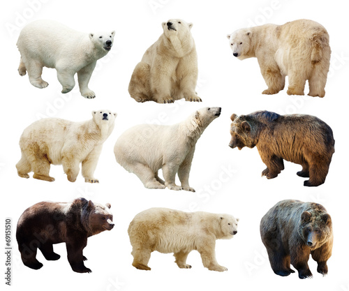 Set of bears. Isolated over white