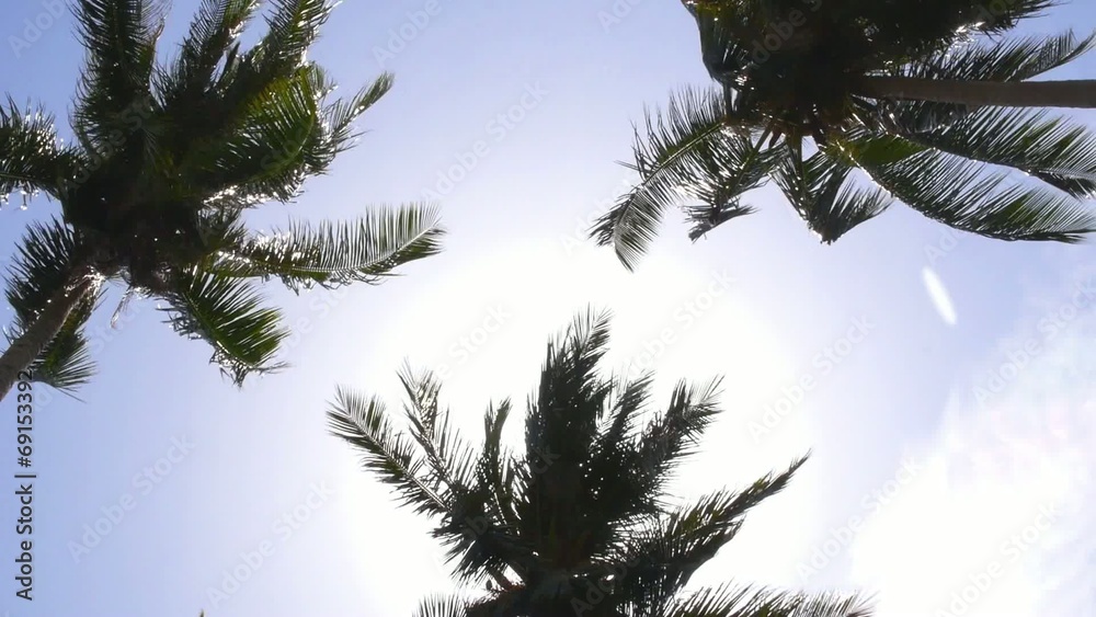 Palm Trees Blowing In The Wind. Windy Weather in Tropics. Speed