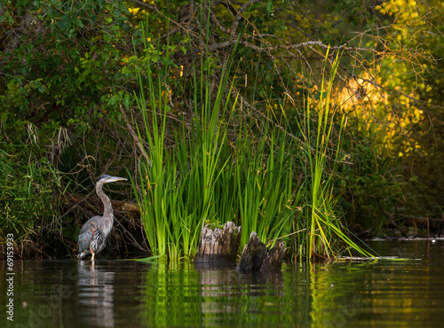 Heron on Newman Lake photo