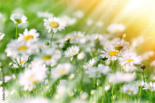 Fototapeta Naklejka Na Ścianę i Meble -  Beautiful daisy in meadow