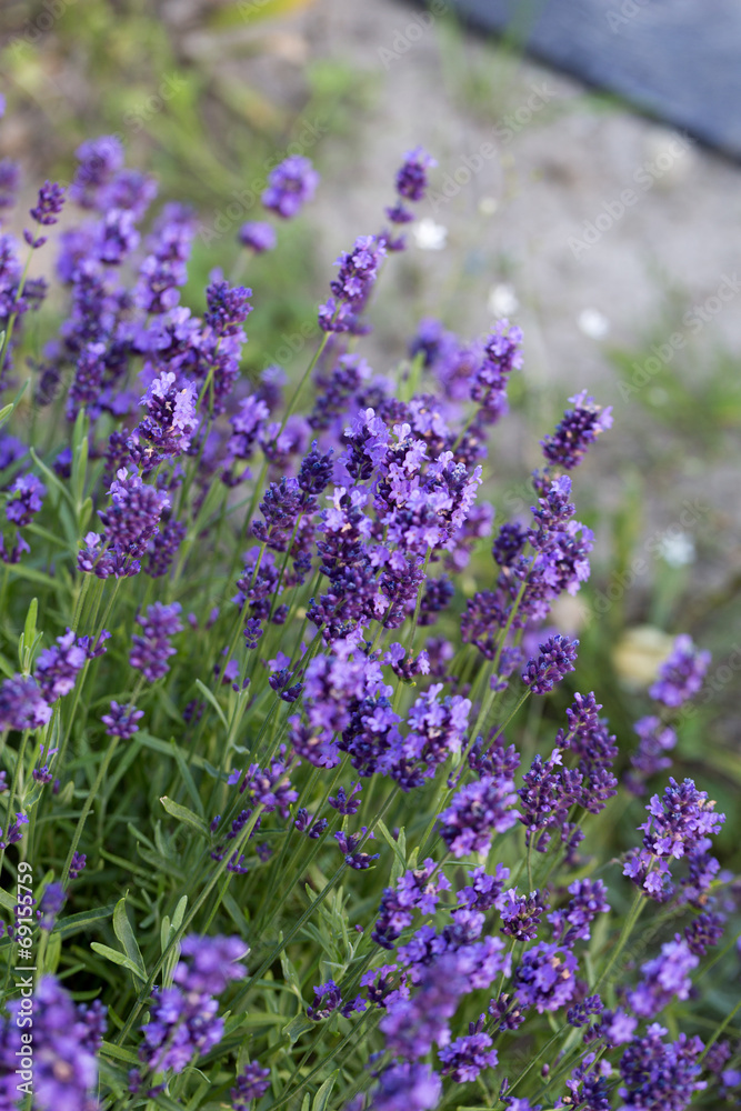 Gardens with the flourishing lavender
