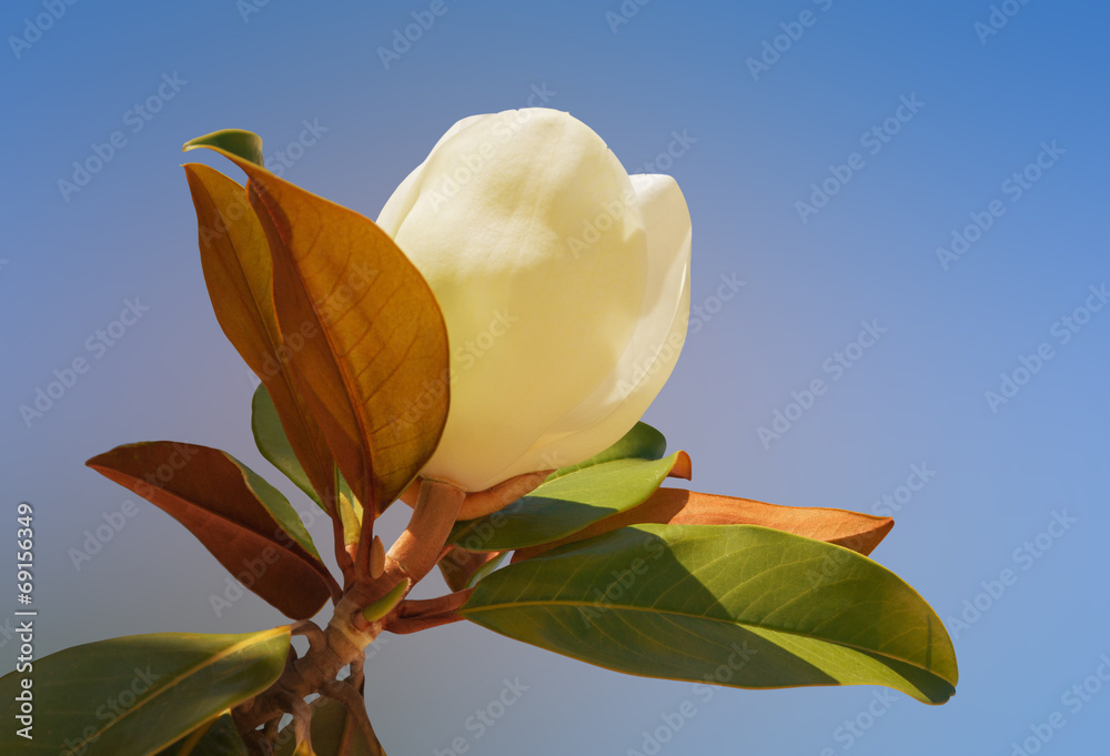 Fototapeta premium Flower of Magnolia grandiflora