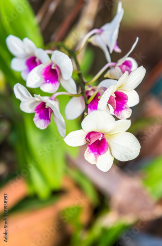 White orchid color blossom closeup