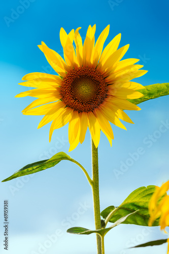 Sunflower (lat. Helianthus) with blue sky, Germany