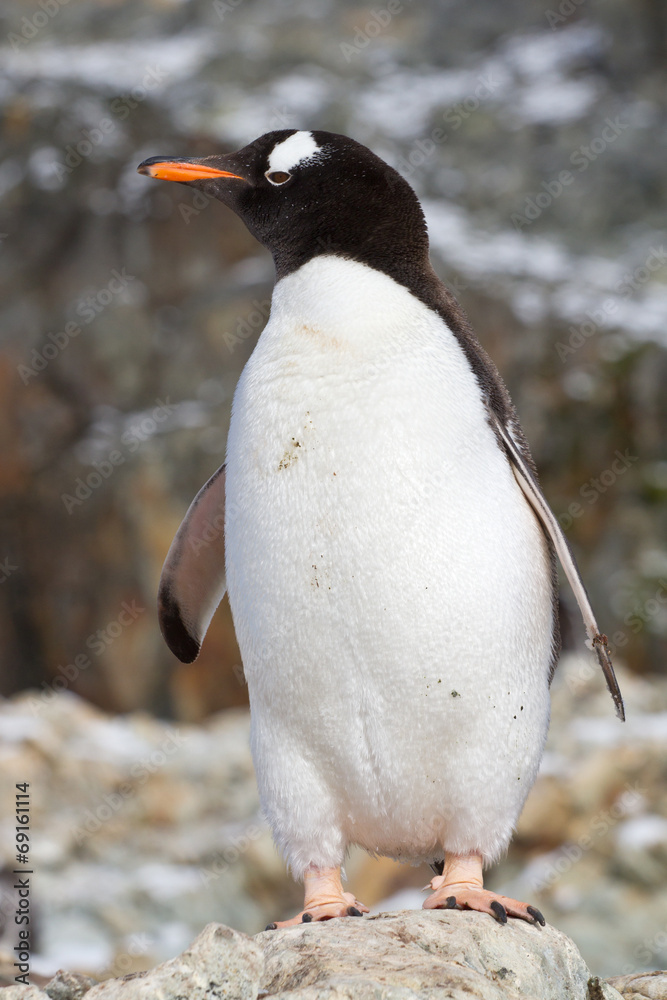 Naklejka premium Gentoo penguin which stands on a rock on a background of rocks