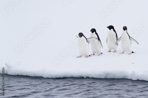 group of Adelie penguins on the ice near open water