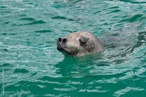 head crabeater seal swimming in the turquoise water of the Antar