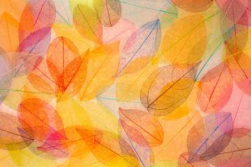 Autumn background