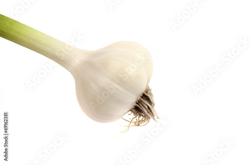 Garlic