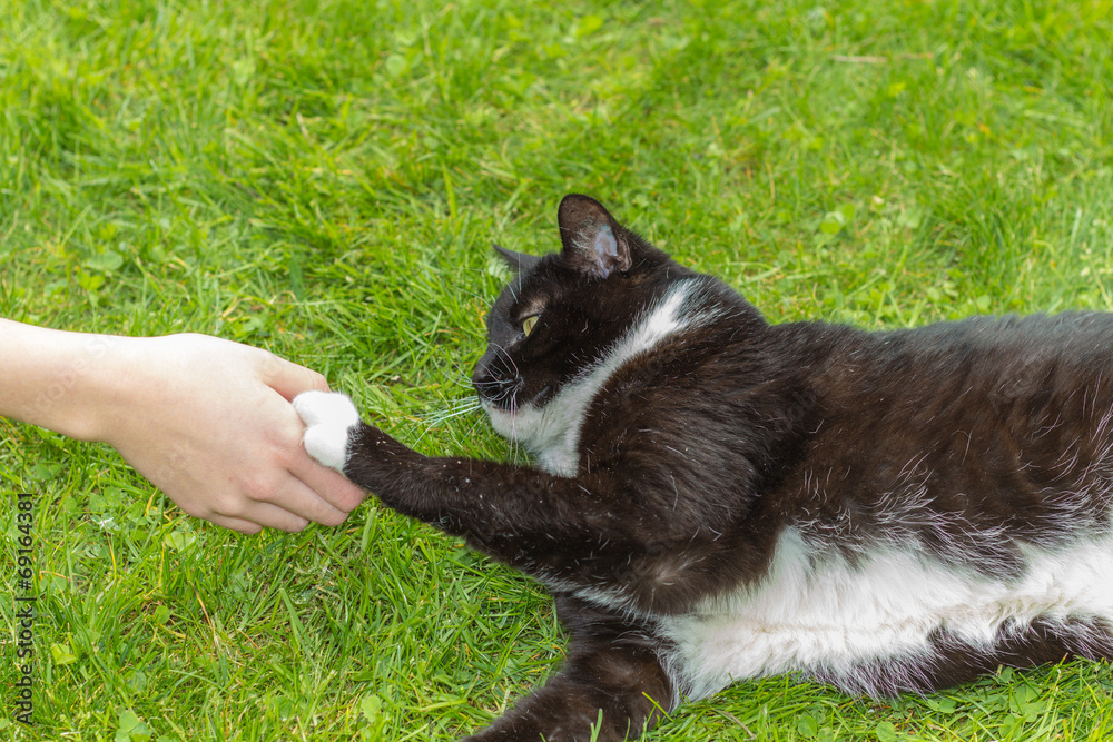 A cat as free-running pet A cat as free-running pet