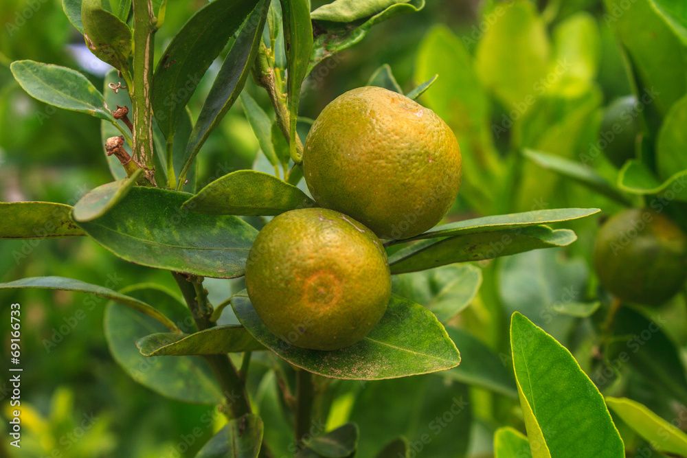 Lemons on tree in farm