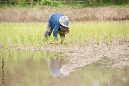 Rice farmer