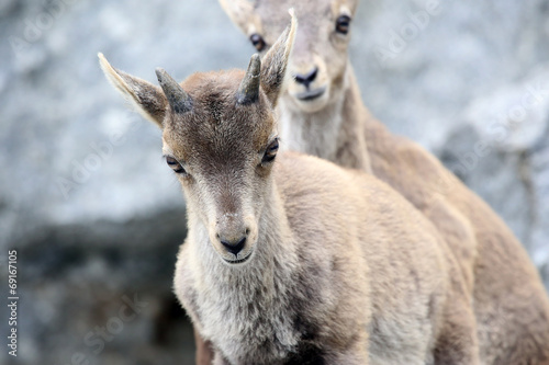 Alpine Ibex or Steinbock