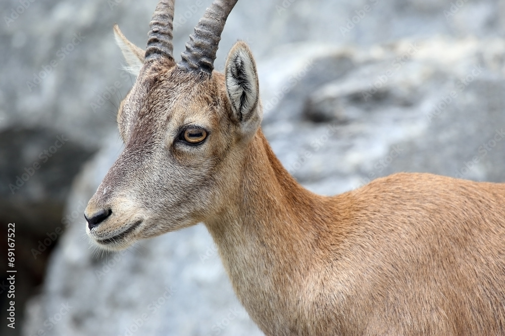 Fototapeta premium Alpine Ibex
