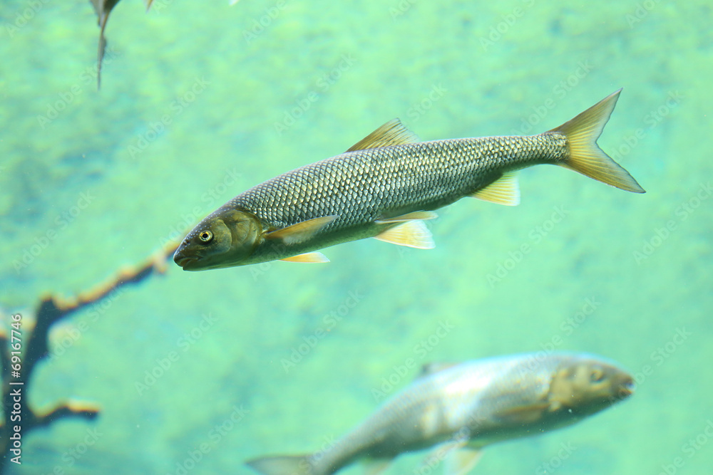 Naklejka premium Fish swimming in river